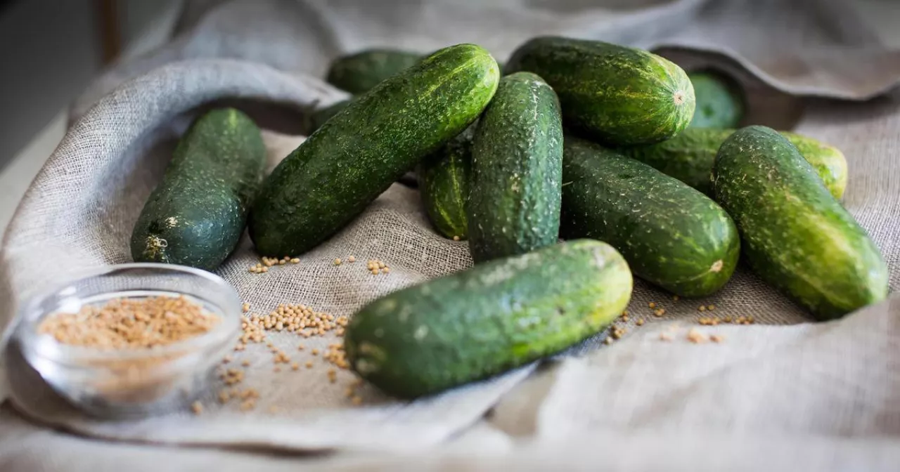 Жабайы тайпалардағы жыныстық ғұрыптар