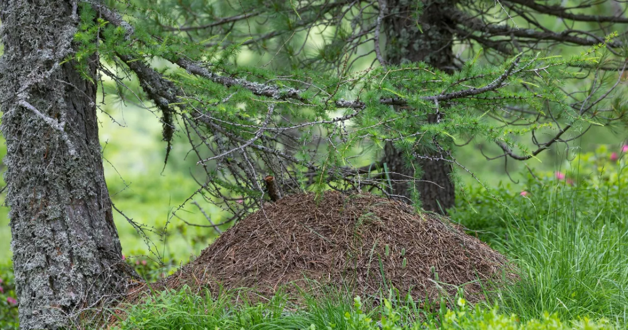 Сексуалдық веб-камера войеризм Лобня қаласындағы жезөкшелер