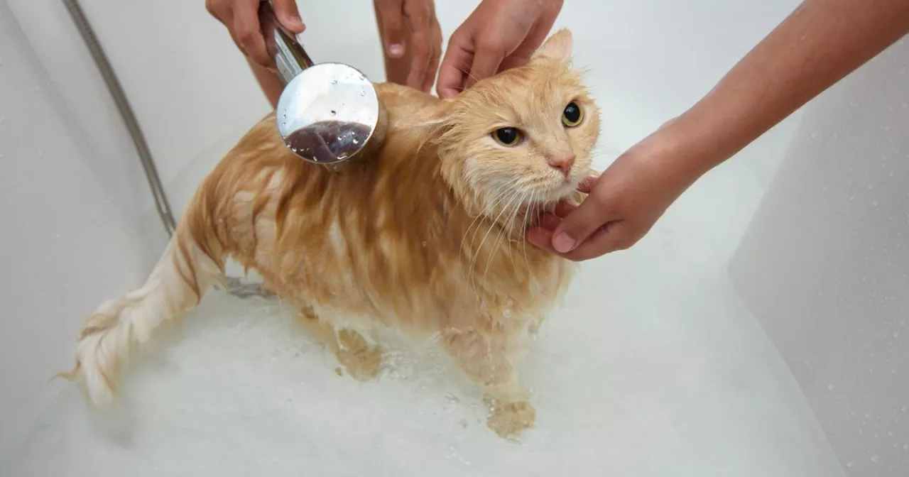 Баклажанмен жыныстық қатынас