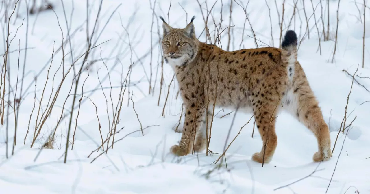 Төменгі юбка туралы бейнені қараңыз Қынаптағы шыбындардың фотосы