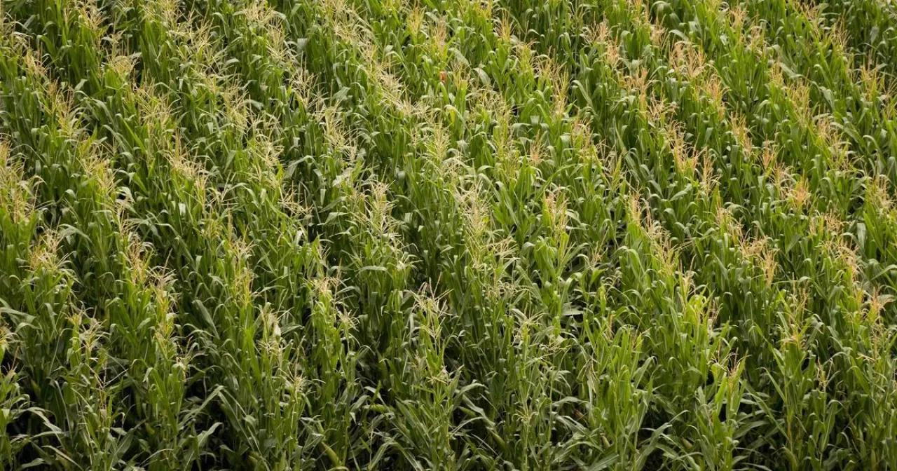 Ас үйдегі орыс аналары көрсетілген порно видеолар Олар өз саяжайындағы саунада студент қыздарды азғыруда.