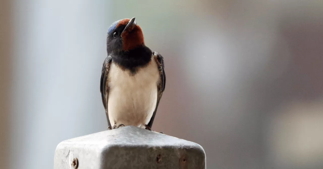 Әйелдерге арналған үйдегі әйелдер секс ойыншықтары