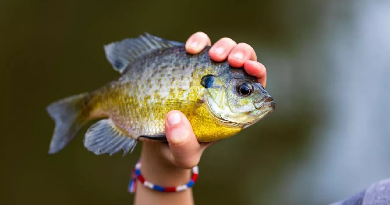 Студентті ақшаға ренжіту