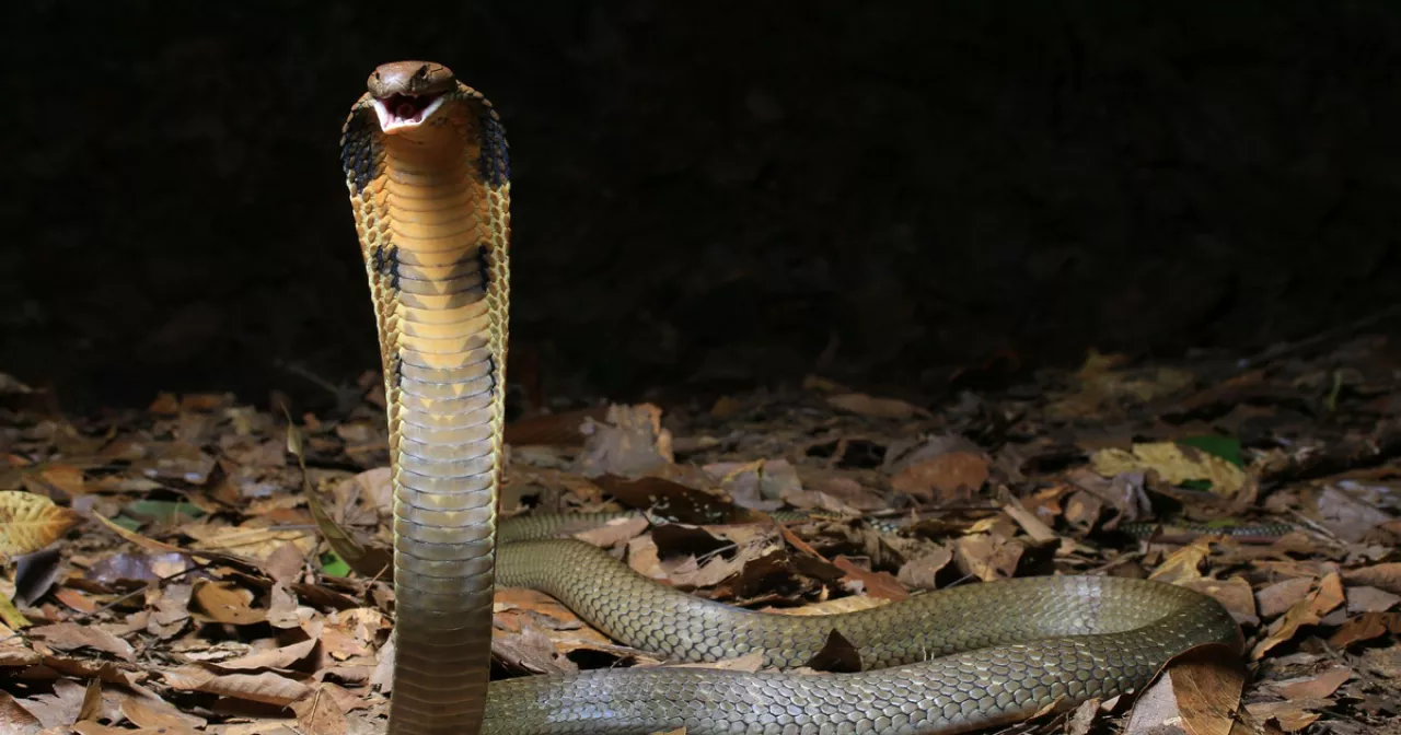 Шарфтармен, гагтармен және орамалдармен эротикалық құлдық