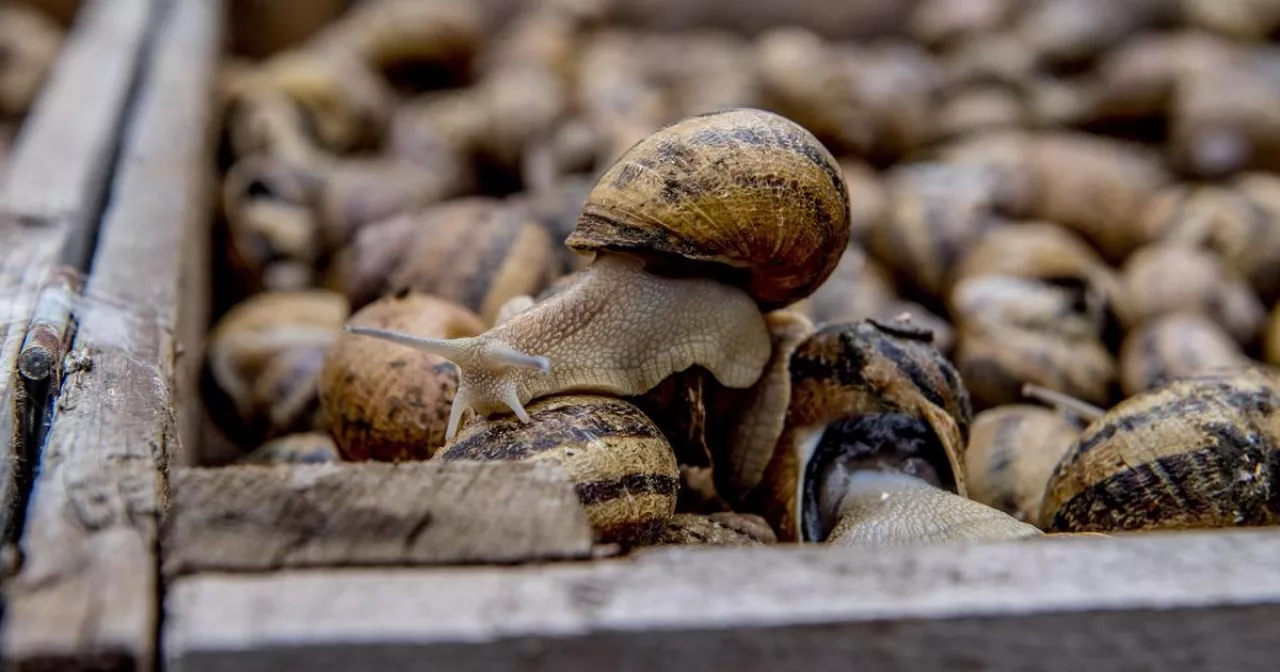 Пышақ порно ойыны