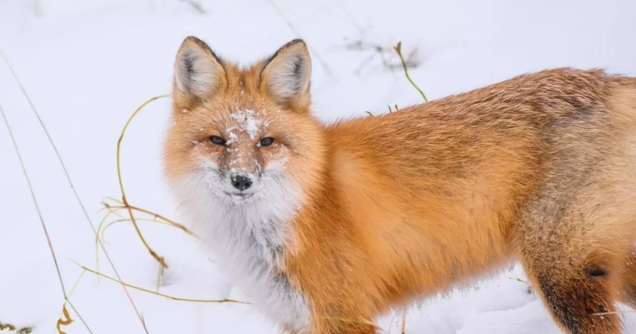 Жетілген әйелдің салбыраған кеуделерін қараңыз Сиськиде сүті бар арық