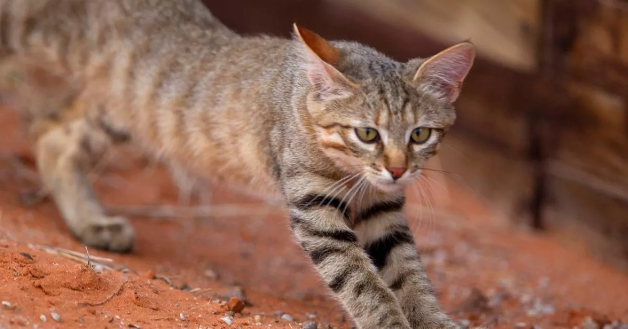 Көпшілікте үлкен сиськи бар аққұба