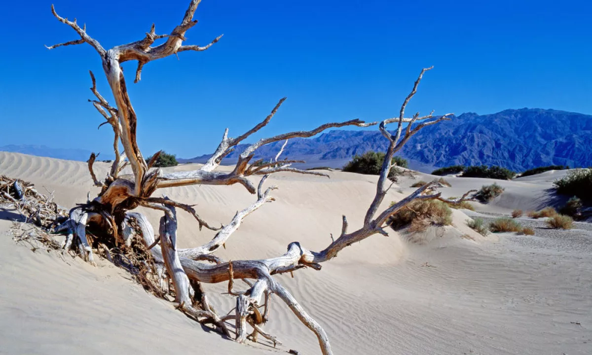 Секс адам моншада пәктігін айқайлайды