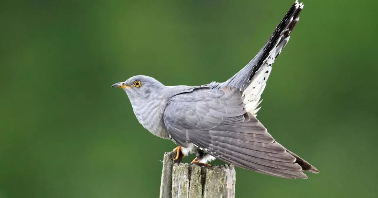 Рианнаның онлайн порно видеолары Ғаламдық секс