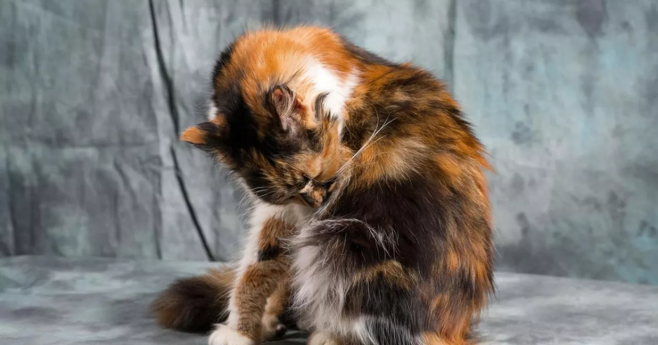 Орыс порно Ferro Network