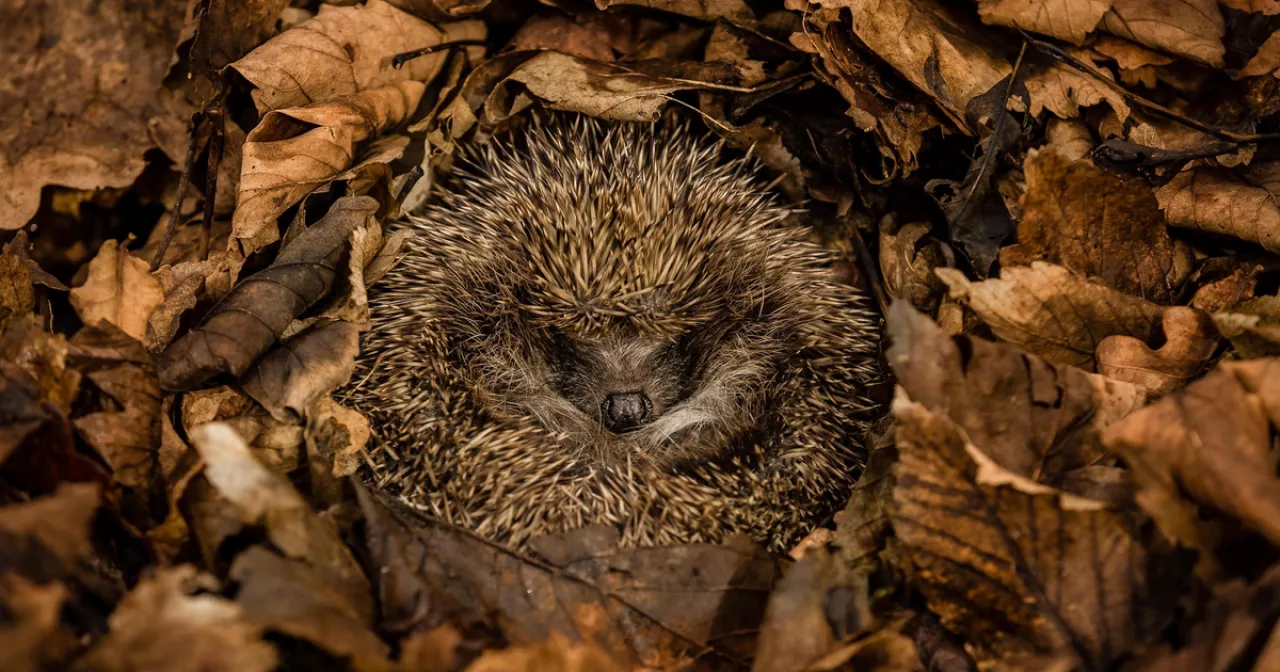 Pornhammer орыс порно Жылап жатқан онлайн порно видеоны қараңыз