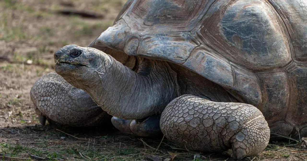 Елена Бердникова порно Жаңа жылдық шыршаның астындағы жалаңаш әйел суреті