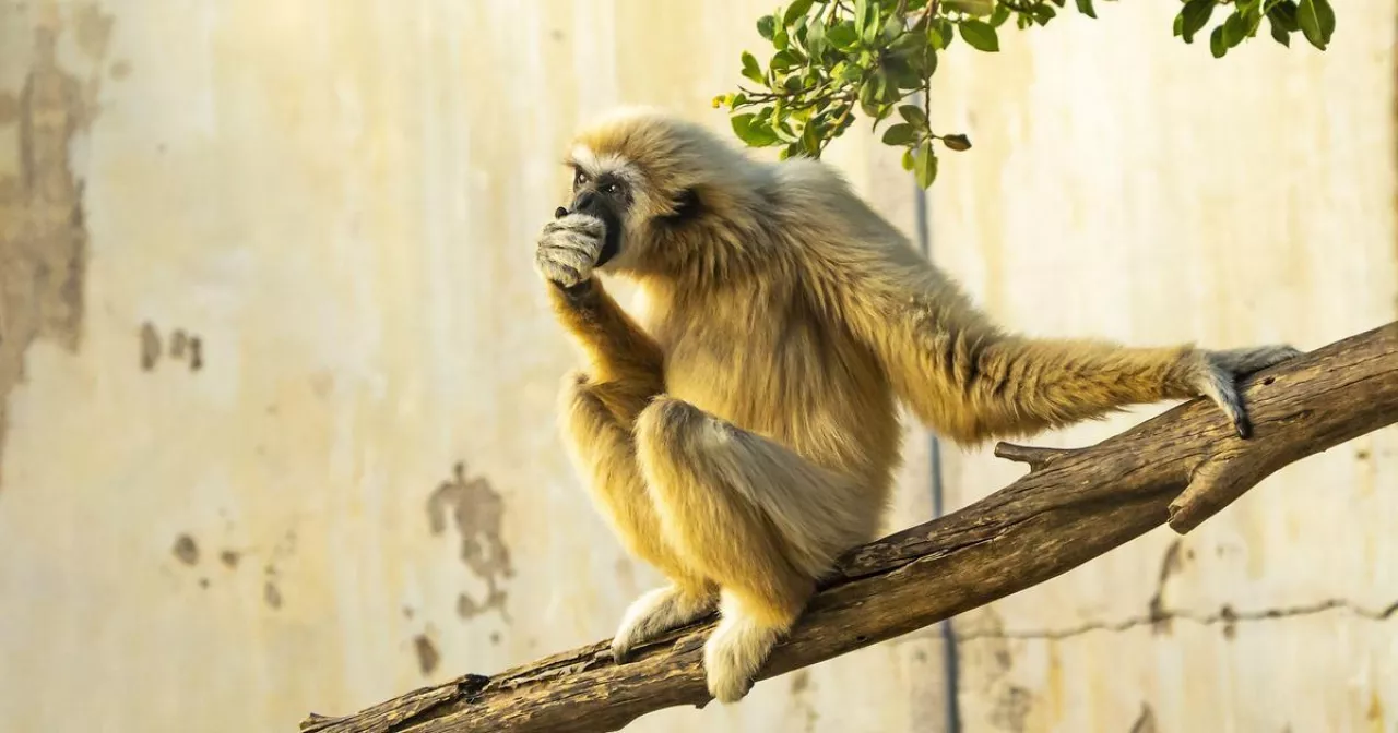 Дик пизда жеке Корпоративтік кештердегі топтық секстегі эротикалық мас ханымдар