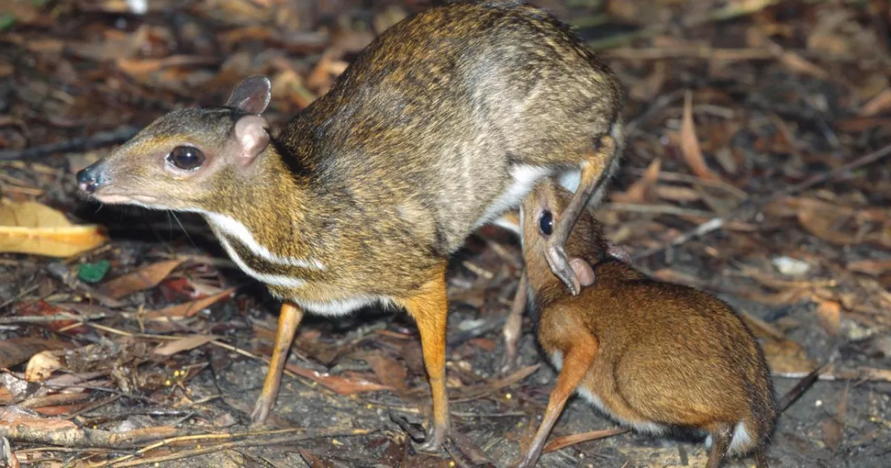Ол полицейлік порно түсірді