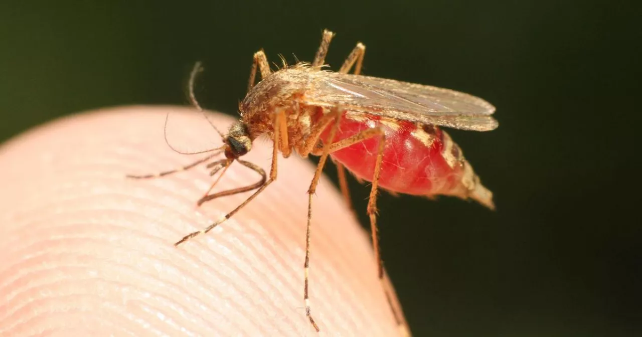 Нарутоның ең сексуалды кейіпкерлері