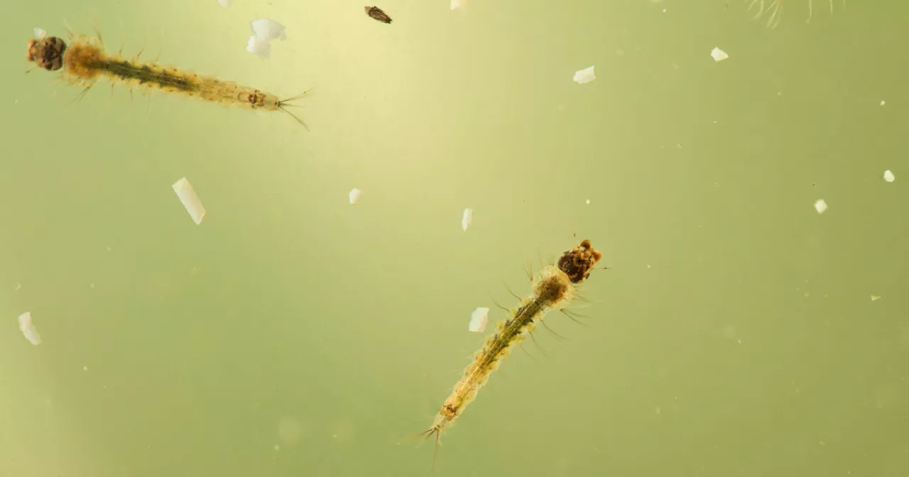 жалаңаш спортшы қыздар Гей порно және резеңке қуыршақ бейнелері