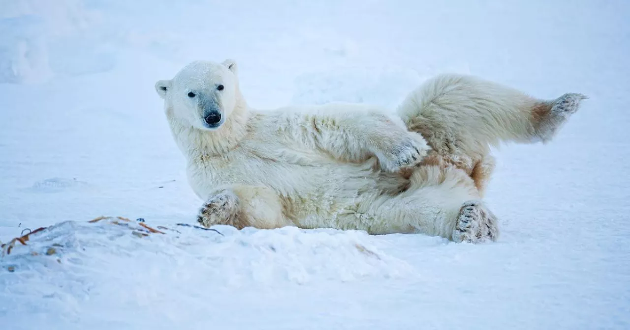 Коломнадағы секс