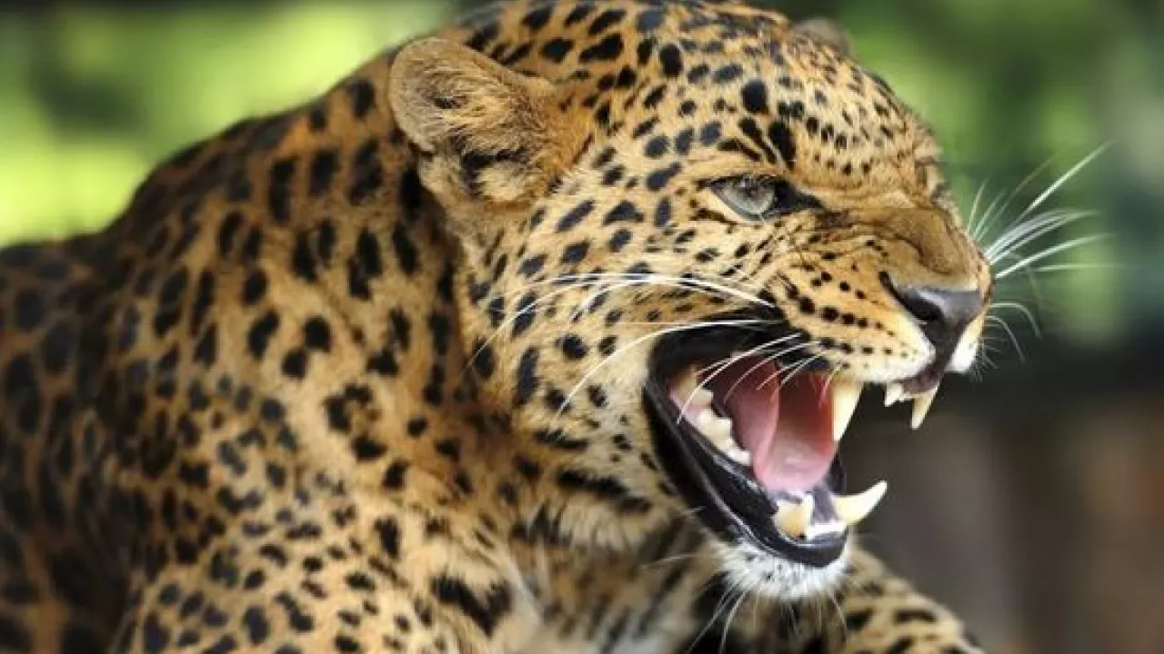 Жатырға жетпейді